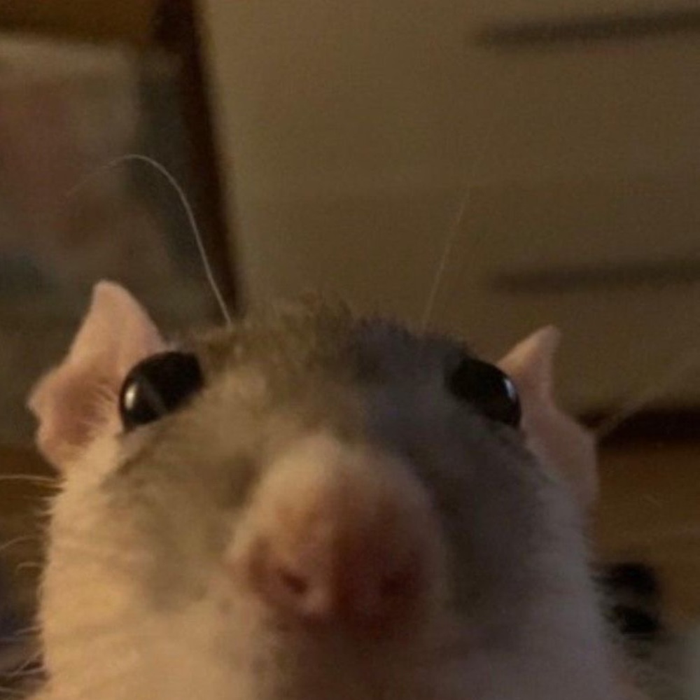 Meet your Posher, Kota